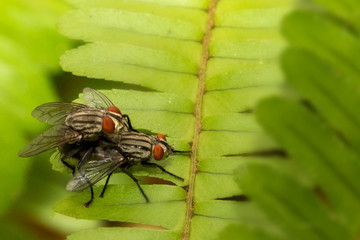 Mating flies on bright leaves 