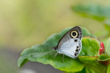 Tiny butterfly on leaf sunbathing macro shot