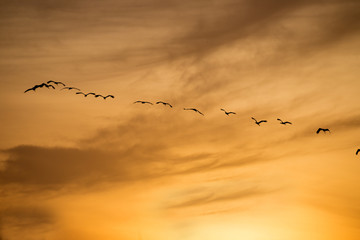 Migrating Birds on blu