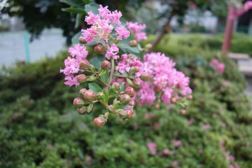 Obraz premium 公園に咲くピンクの猿滑の花