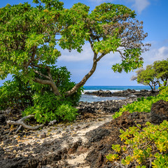 Lush green trees grow between the volcanic rocks and sand near the ocean in Hawaii