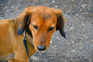 Dog breed Dachshund