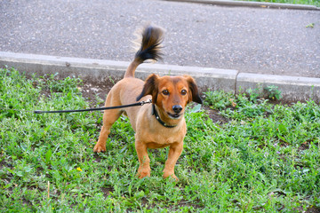 Dog breed Dachshund