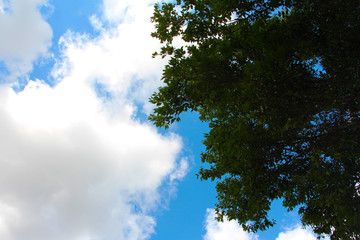 Looking up on blue sky under a tree
