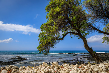 A bright green tree leans over white coral towards the ocean on a brilliant blue sunny day in Hawaii