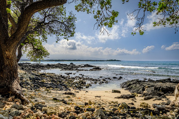 Fototapeta na wymiar A large tropical tree grows from the sand and rocks near the ocean