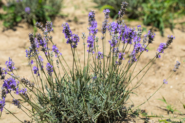 Flowering lavender. Field of blue flowers. Lavandula - flowering plants in the mint family, Lamiaceae.