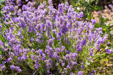 Flowering lavender. Field of blue flowers. Lavandula - flowering plants in the mint family, Lamiaceae.