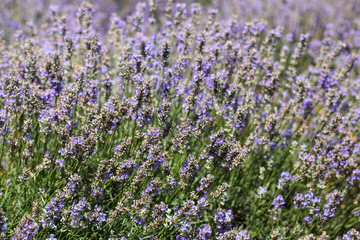 Obraz premium Flowering lavender. Field of blue flowers. Lavandula - flowering plants in the mint family, Lamiaceae.