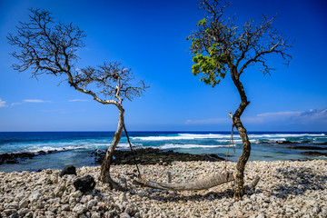 A piece of driftwood is used as a swing looking out over the ocean on a clear day in Hawaii