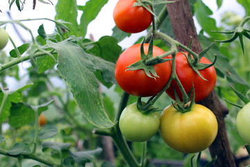 red ripe tomatoes hang on a bush in a greenhouse