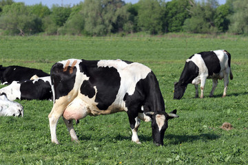 Naklejka na ściany i meble A herd of cows on pasture