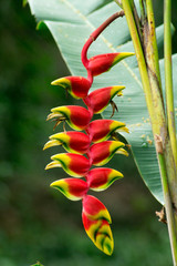 rbs hanging lobster claw