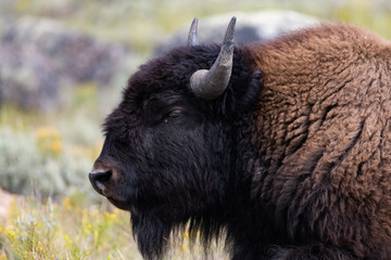 Close-up of a bison