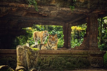 a tiger is relaxing in an old building
