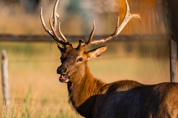 Bull Elk