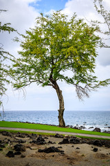 A large tree with a crooked trunk stands next to a gradual slope in front of a calm ocean on the big island of Hawaii near Honokaope Bay