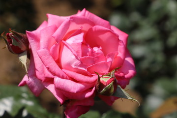 プチトリアノン　ライトピンクのバラ