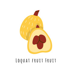 Loquat fruit illustration