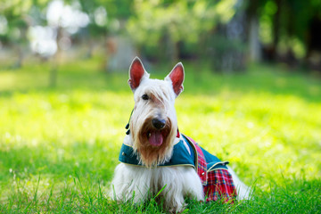 Scottish Terrier breed dog