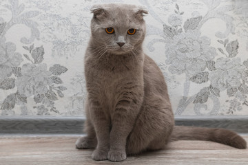 Cute grey cat on grey wallpapers and floor