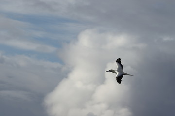 Red-footed Booby (Sula sula) bird flying on cloudy sky background. Marine bird in natural habitat. North Pacific ocean.