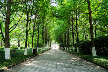 People's Park in the center of Chengdu, somewhere where people gather and have a cup of tea