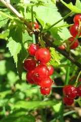 Red currants berries growing in the garden, closeup