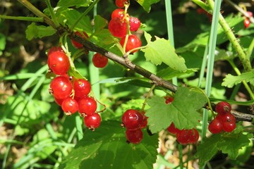 Obraz premium Red currants berries growing in the garden, closeup