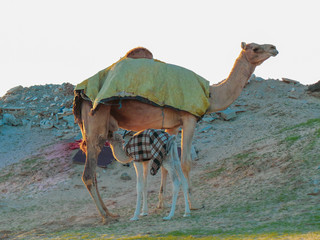camel in the desert