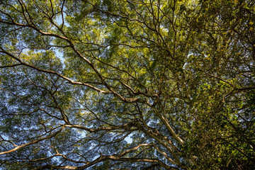 Thick branches in bright detail with sunlight between the leaves