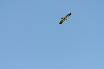 eagle in the blue sky