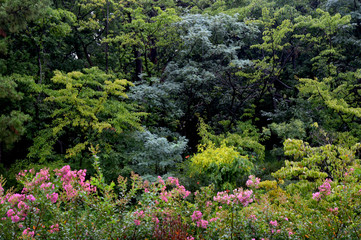 ピンク色のサルスベリの花の背景に、様々な緑色の雑木林がある風景