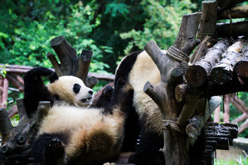 Naklejka premium Cute and overly relax national treasure of China