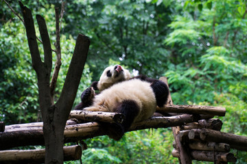 Cute and overly relax national treasure of China