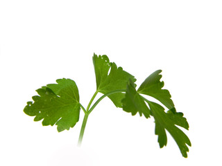 parsley isolated on a white background