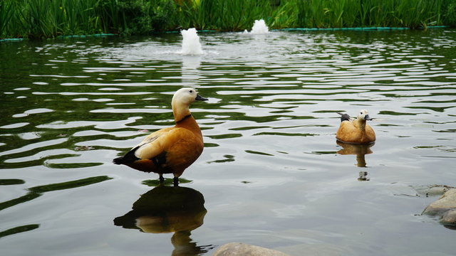 These ducks know how to pose for a picture