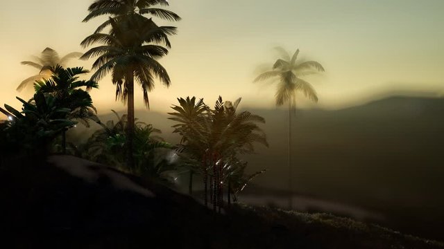 view of the palm trees in fog at sunset
