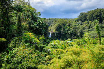 Fototapeta na wymiar A waterfall is almost hidden by the dense jungle near 'Akaka Falls State Park in Hawaii