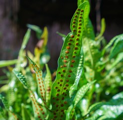Image of exotic plant in tropical garden. Thailand