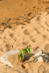 Small green tree on dry sand near the beach in day time