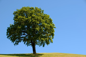 Fototapeta na wymiar Tree with blue sky as background