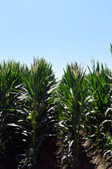 green corn field  close up of tree corn