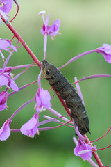 Elephant hawk moth, Deilephila elpenor larva on willowherb