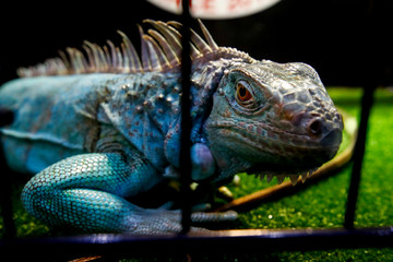 Iguana Iguana 9