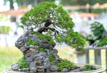 Bonsai and Penjing with miniature in a tray like to say in human life must be strong rise, patience...