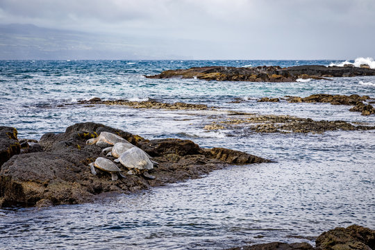 Four turtles crowd a rock protected by the rough ocean waves near Richardson Ocean Park on the big island of Hawaii