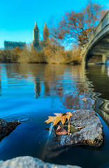 Bow Bridge in Central Park, New York in fall with Manhattan buildings in background and fallen leaves in the foreground