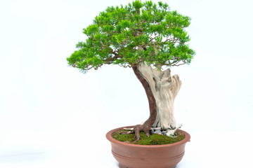 Green old bonsai tree isolated on white background in a pot plant create beautiful art in nature.  All to say in human life must be strong rise, patience overcome all challenges to live good and usefu