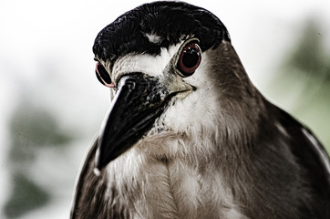 birdie